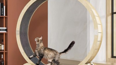 😻 냥님들의 천국, 캣힐 솔직 후기! 할인 정보까지 냥냥하게! 🐾